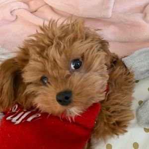 Meet your Posher, Stella